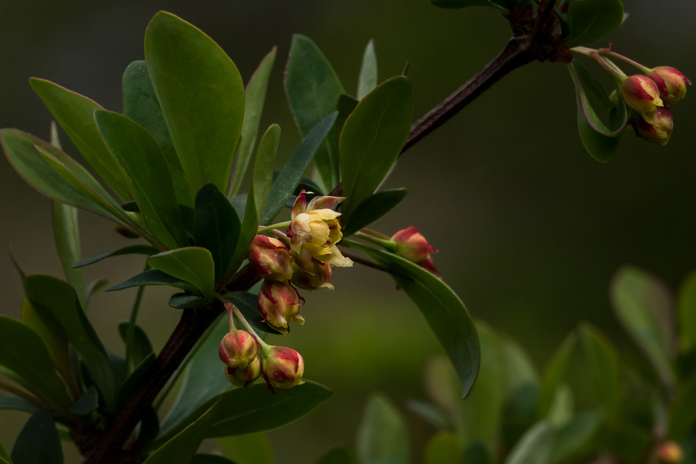 Den här kvisten har fler blommor.