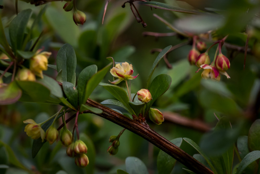 Många blommor på gång, och en utslagen lyser i mitten.