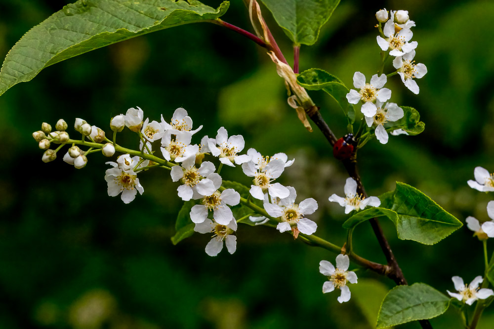 Många blommor blir det när häggarna sätter igång!