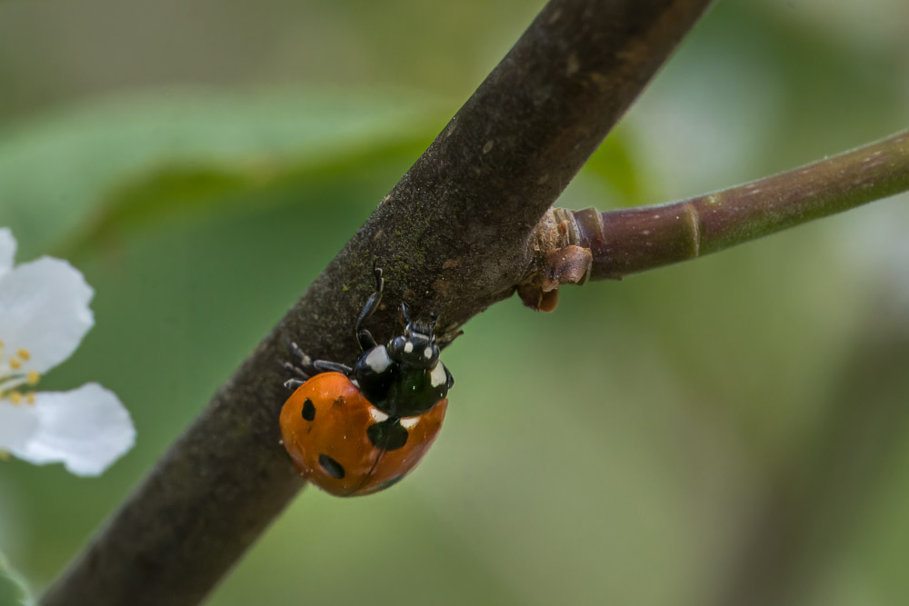 Insekterna börjar komma i gång, som den här nyckelpigan.