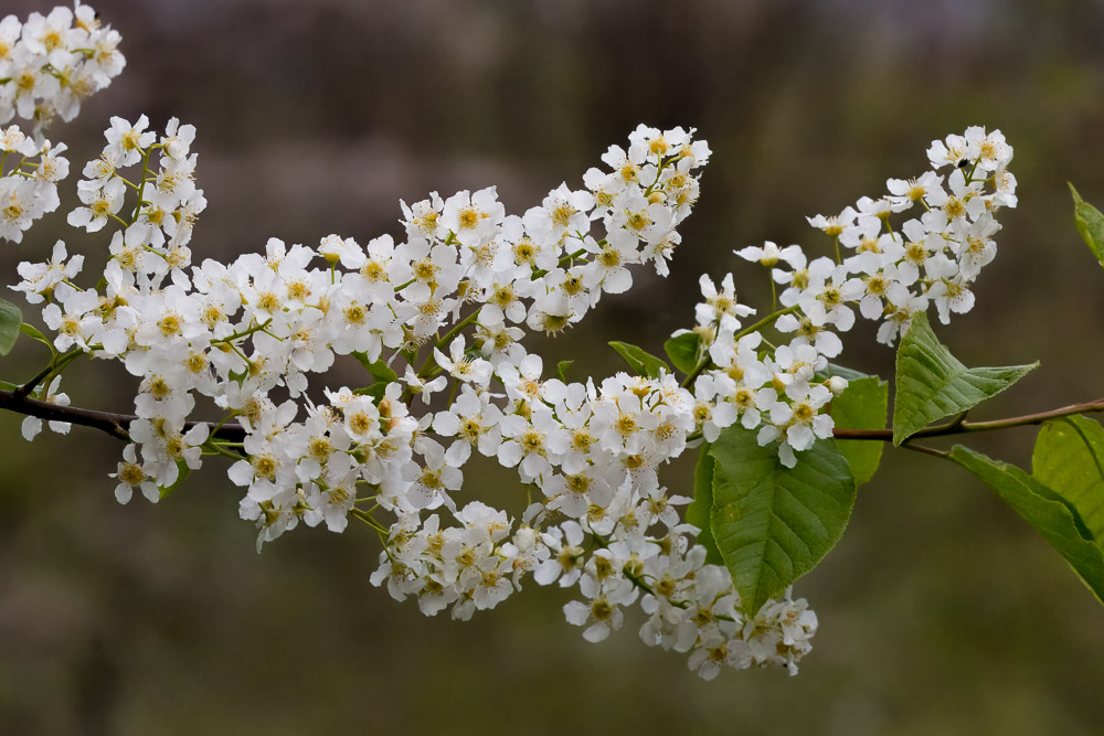 Häggen blommar också.