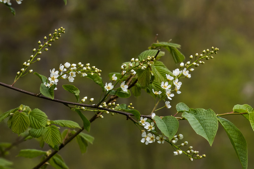 Eller häggarna, här finns många och ibland är blomställningarna litet olika.