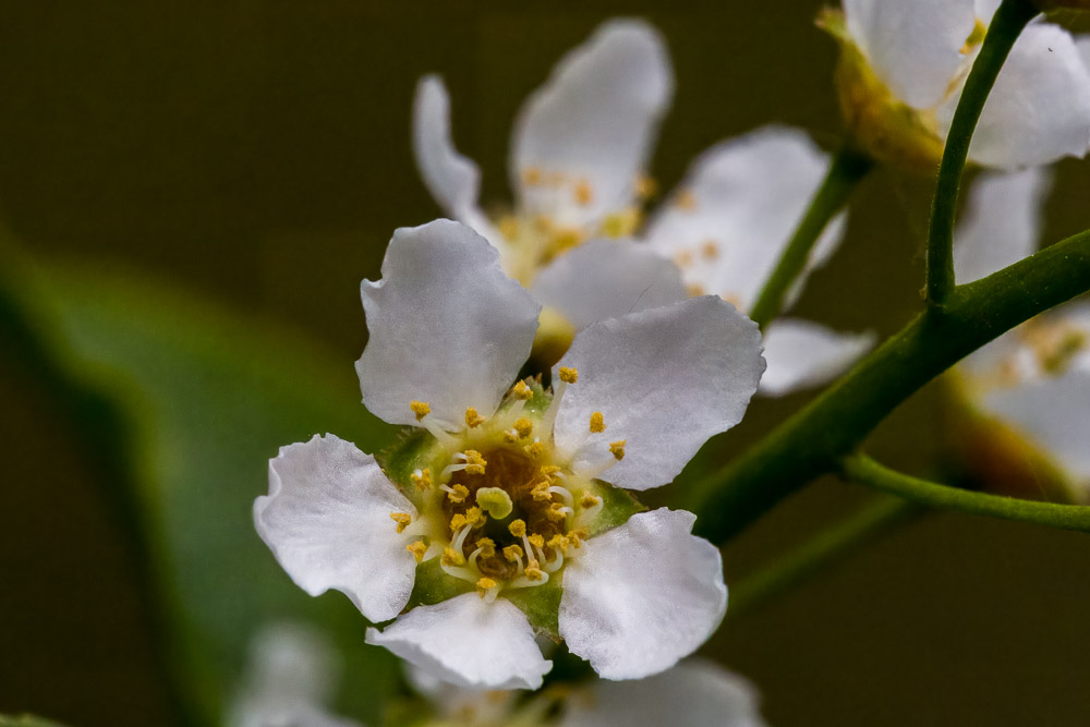 Små blommor kan också bli stora. På bild i alla fall.