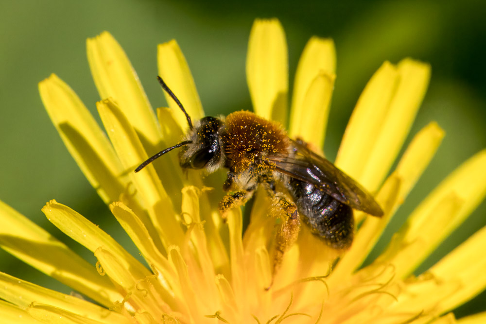 Trädgårdssandbi på maskrosblomma.