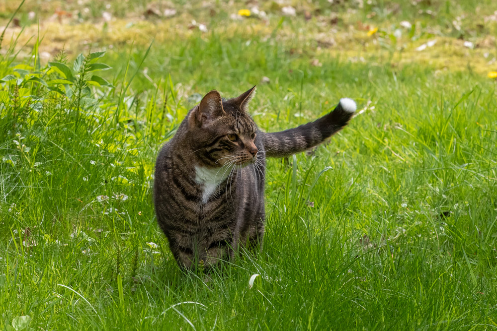 Nicke höll husse sällskap.