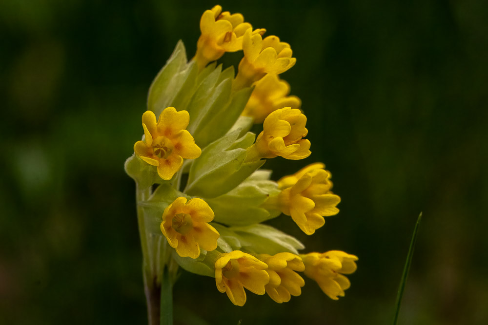 Gullvivorna blommar.