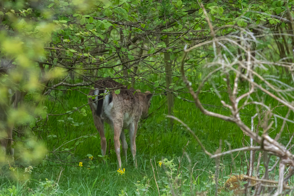 Dovhjort med basthudklädda hornbulor.