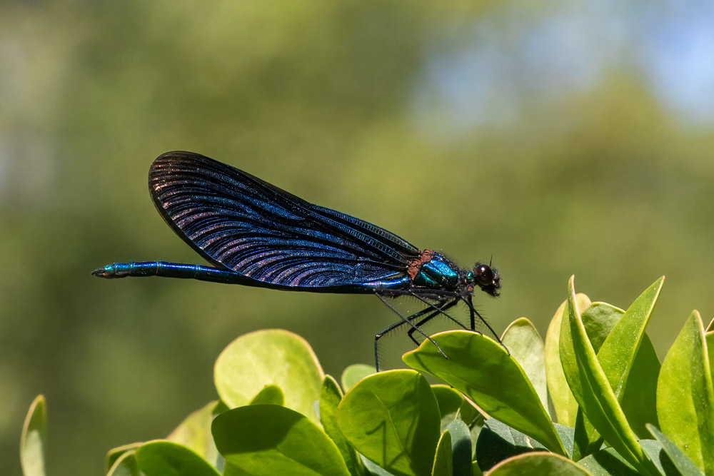 Blå jungfruslända, hane.