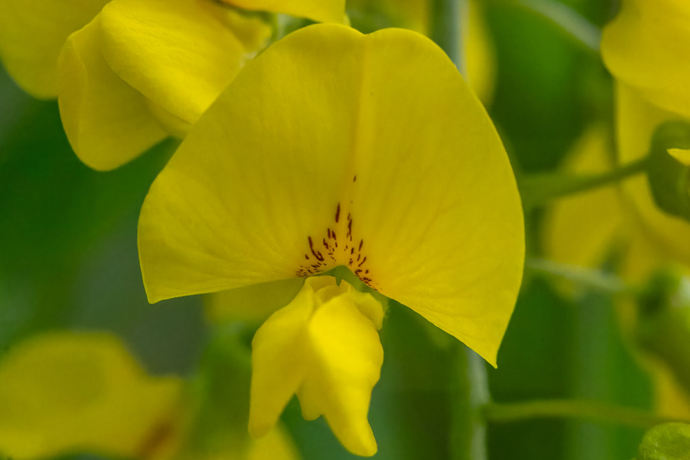 En blomma bland många. Vilken?