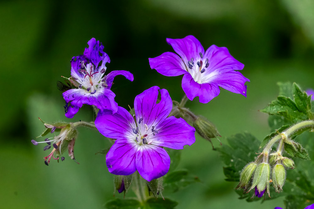 Midsommarblomster är i full gång.
