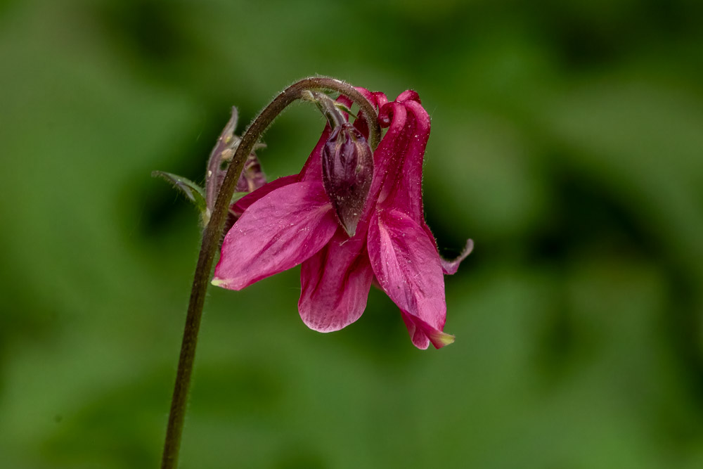 Aklejor kallas även akvileja.