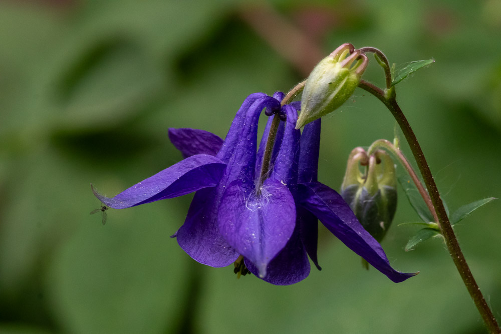 En blå akleja, den egentliga Akleja (Aquilegia vulgaris)
