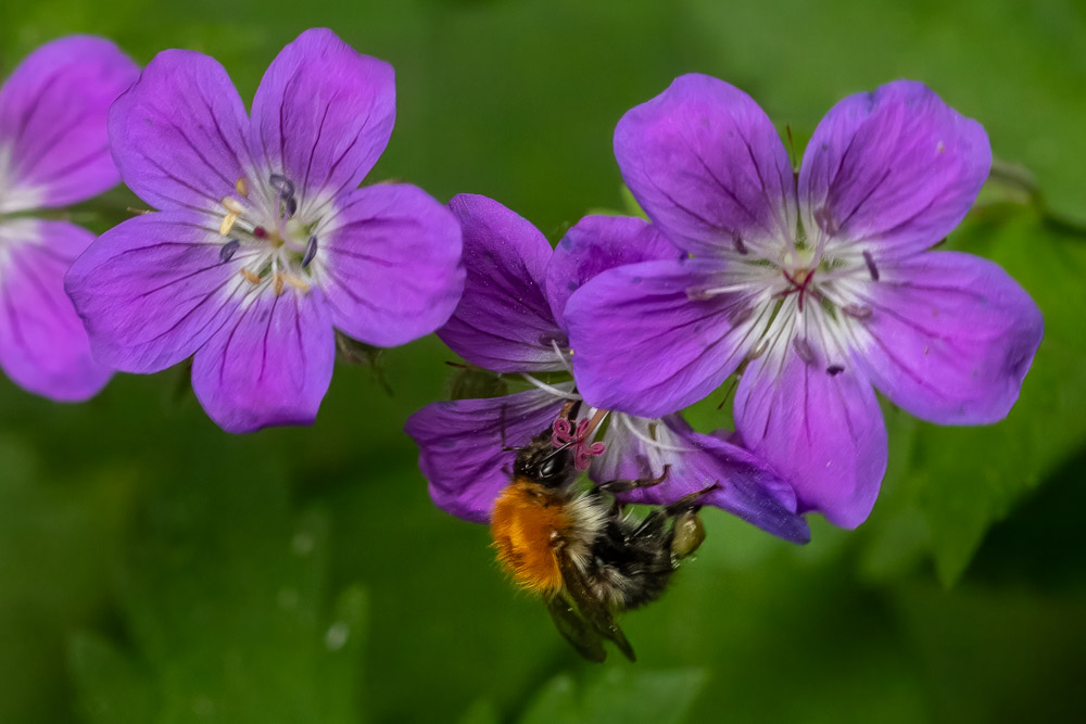 Åkerhumla på midsommarblomster.
