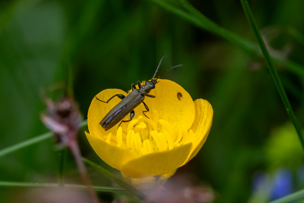 En liten skalbagge i en smörblomma.