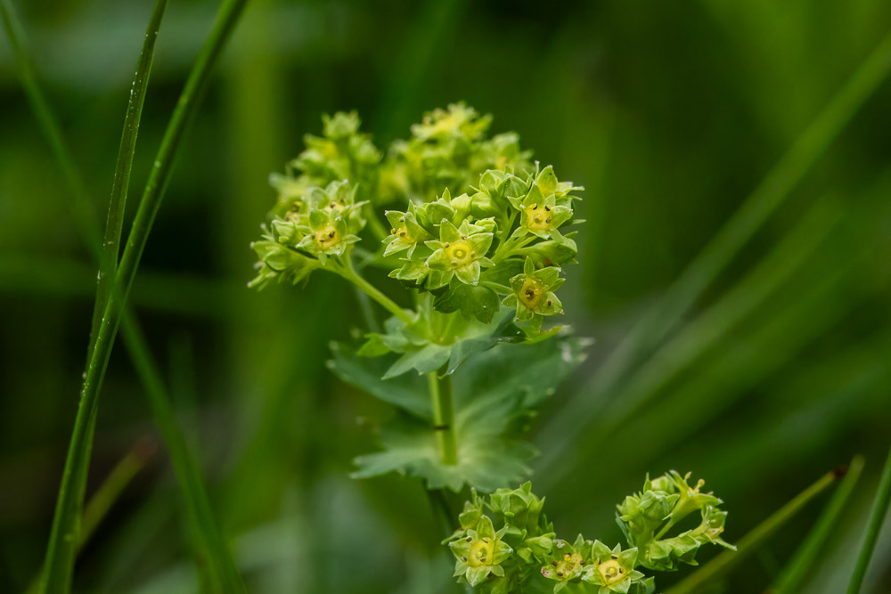 En variant av daggkåpa, glatt daggkåpa.