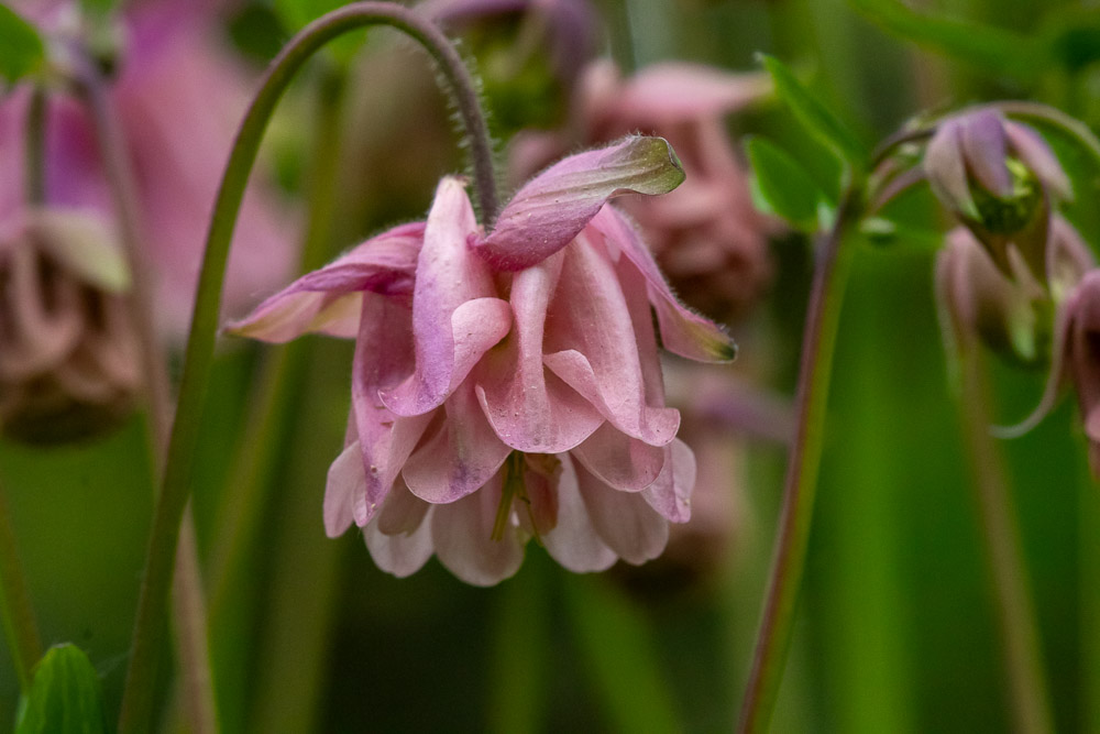 Rosa kan aklejor också vara.