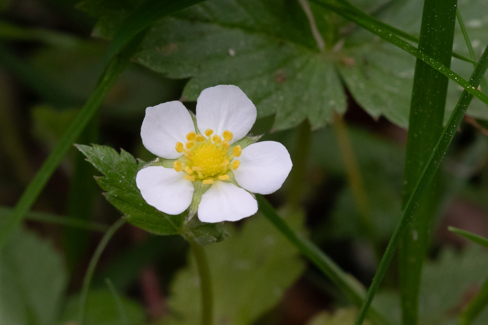 Smultron eller skogssmultron (Fragaria vesca L.) är en art av smultronsläktet.