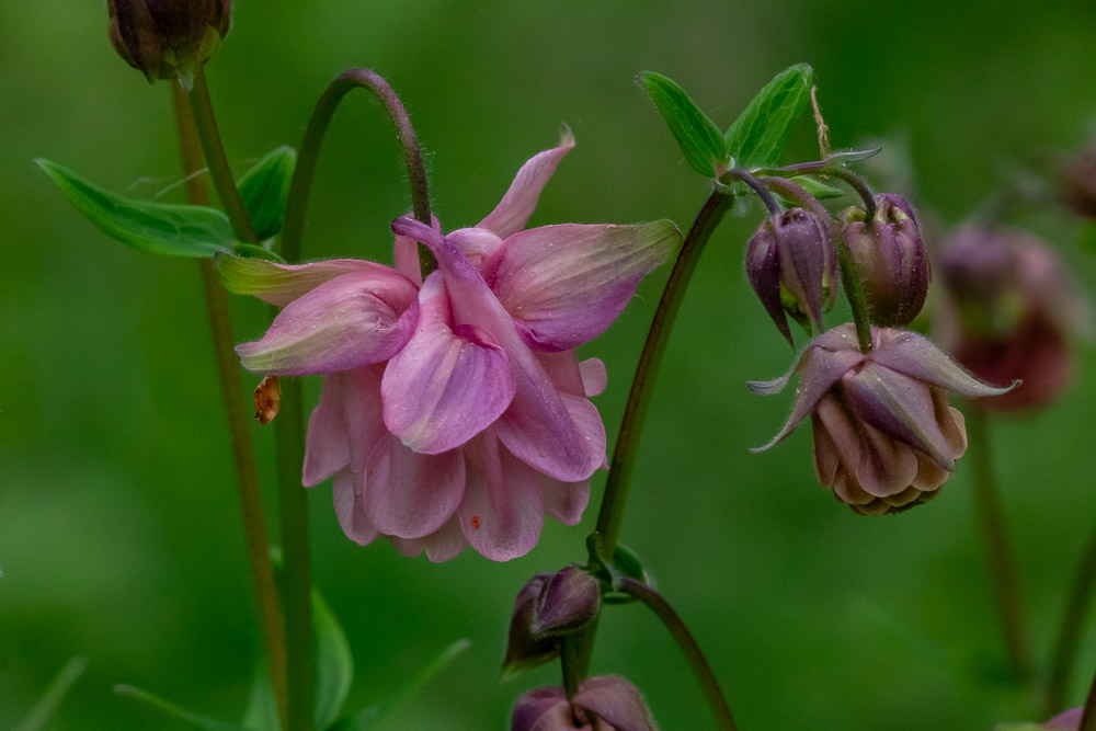 En vacker rosa aklejvariant.