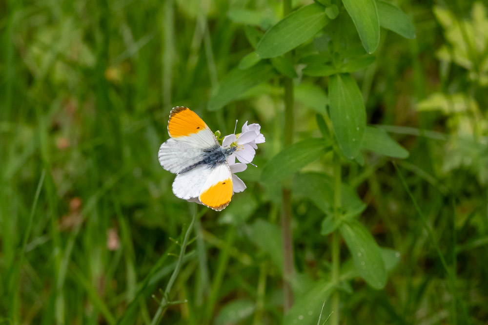 Aurorafjäril på mandelblom.