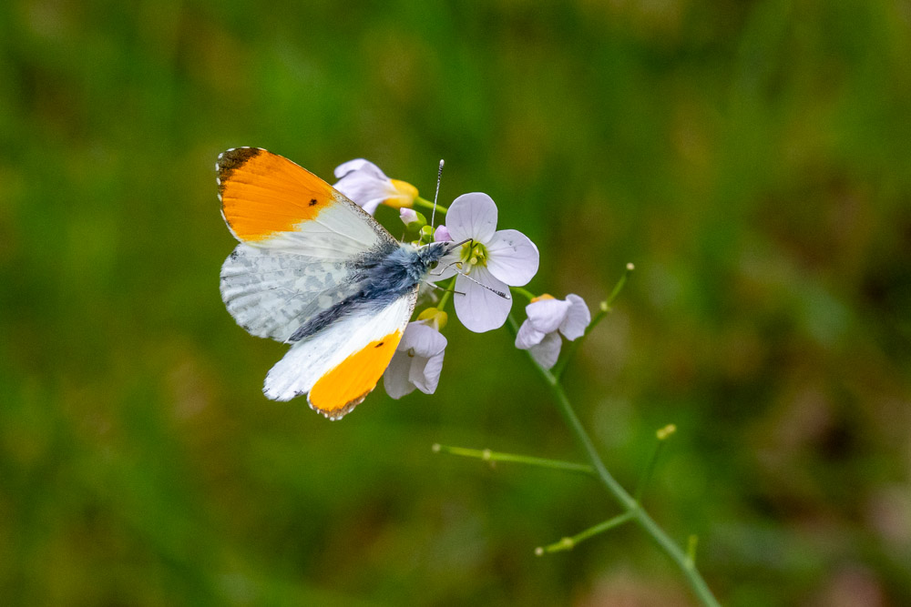 Aurorafjärilen ser smutsig ut i det vita, men...