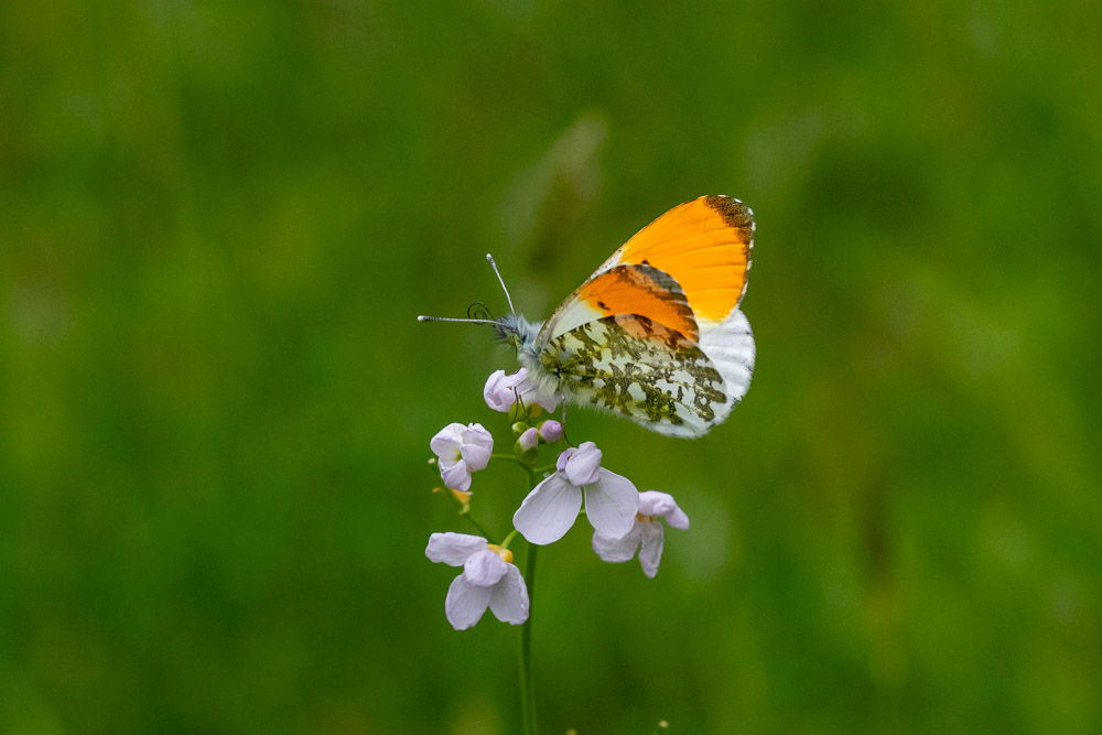 ...det är undersidans färger som lyser igenom.