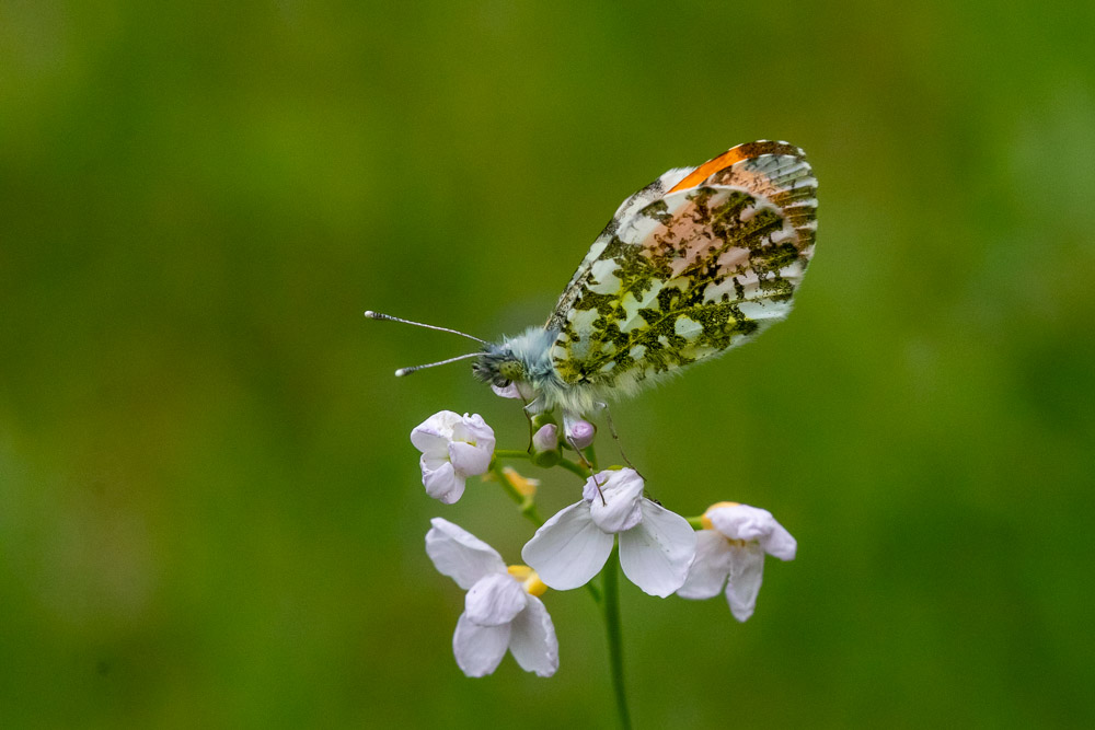 Hanen har framträdande orangea fläckar på framvingarna.