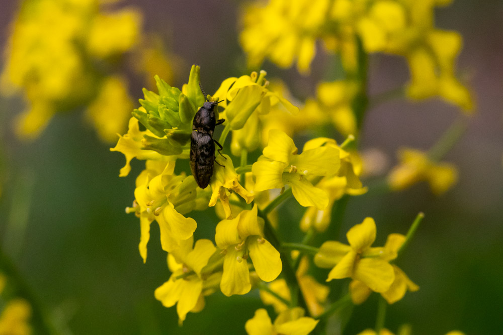 Skalbagge, knäppare, i sommargyllen.
