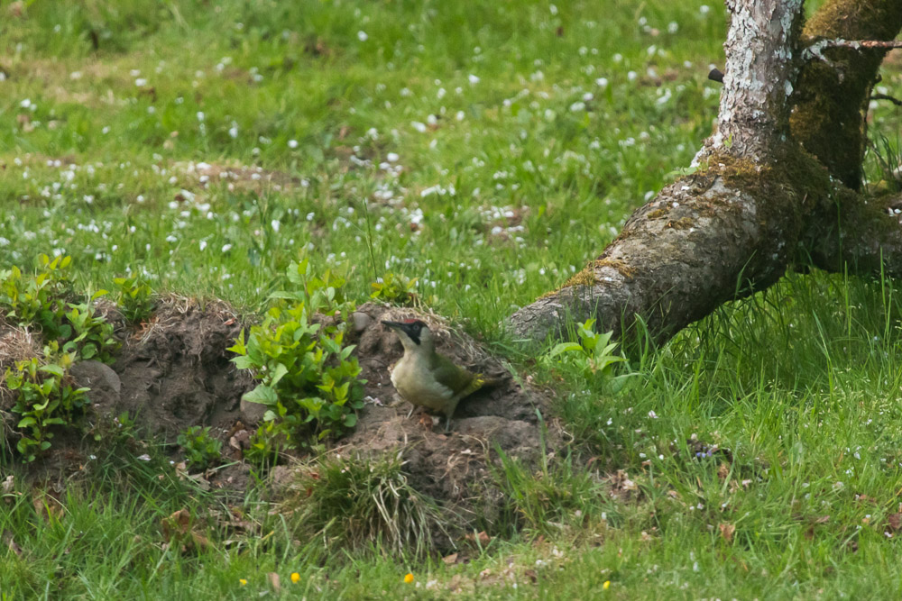 Den sista blötsnön välte äppelträdet, en gröngöling rotar runt bland rötterna.