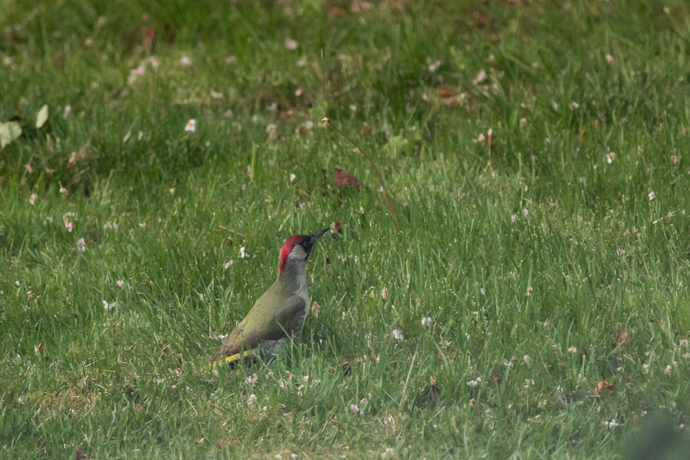 Det röda huvudet lyser i det gröna gräset.