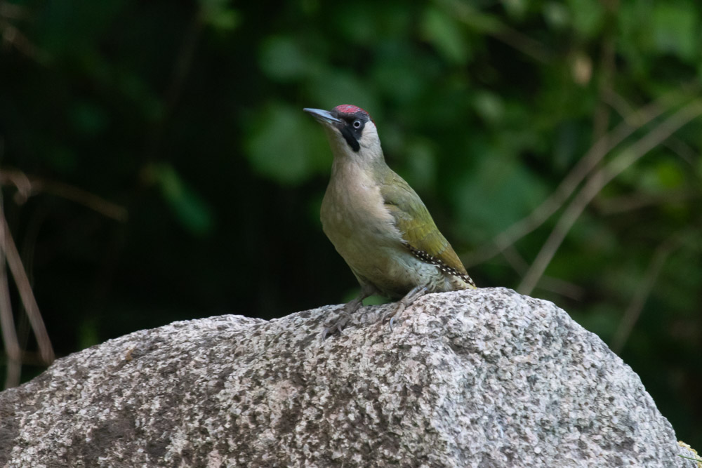 Innan den for vidare satte sig gröngölingen på stora stenen på gavelsidan av huset.