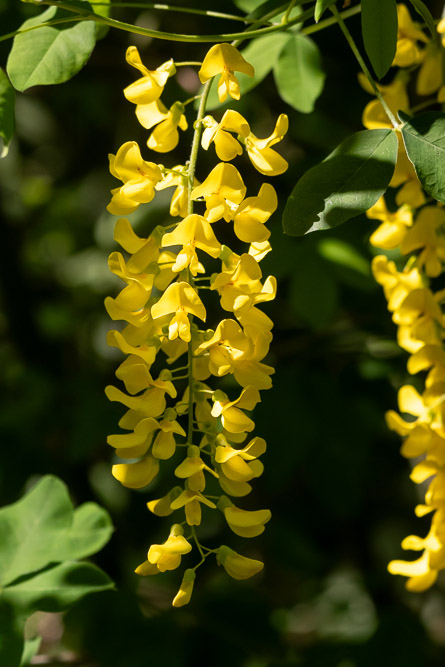 Den förra var närbild på en sådan här.