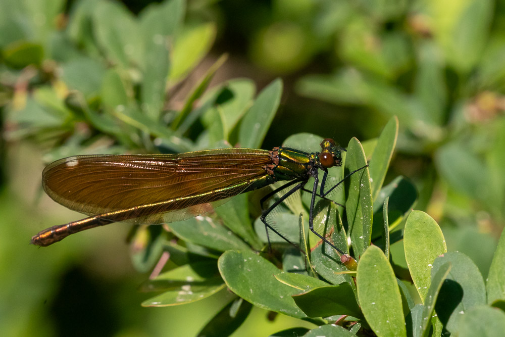 Blå jungfruslända, hona.
