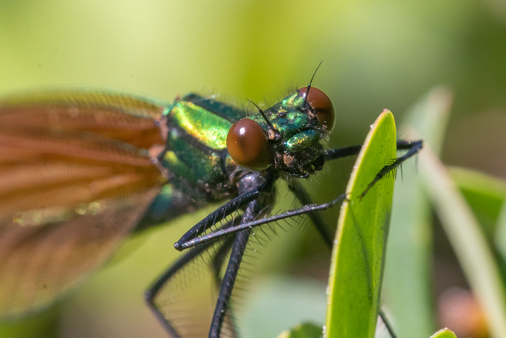 Porträtt av blå jungfrusländehonan.