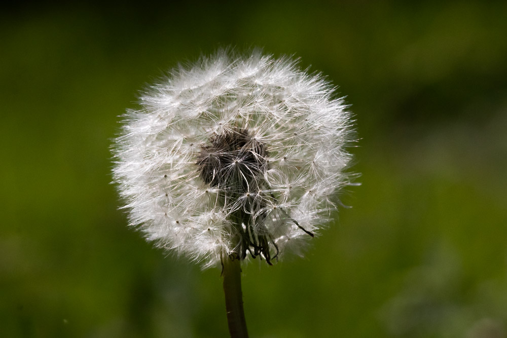 Om man ser efter är maskrosbollar riktigt vackra.