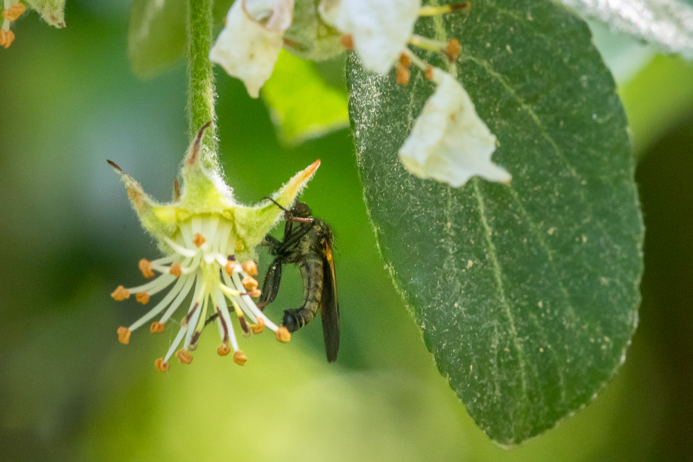 Synnerligen långa ben har den.