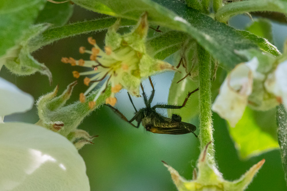 Undrar om det kan vara en art av långbensfluga.