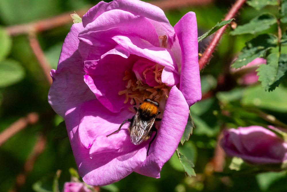 Men antennerna avslöjar att det är en blomfluga.