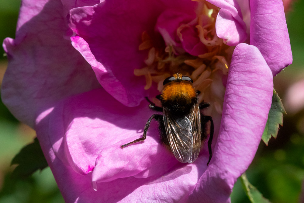 Den ser helt klart ut som en humla vid en snabb blick.