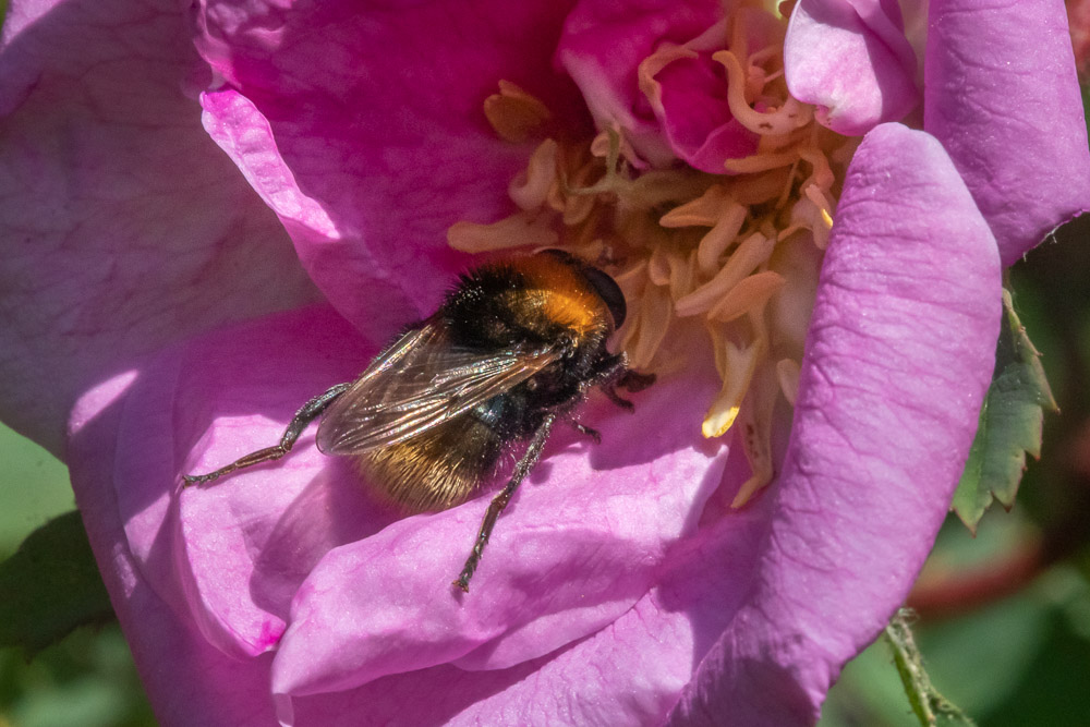 En humlelik pälsblomfluga.