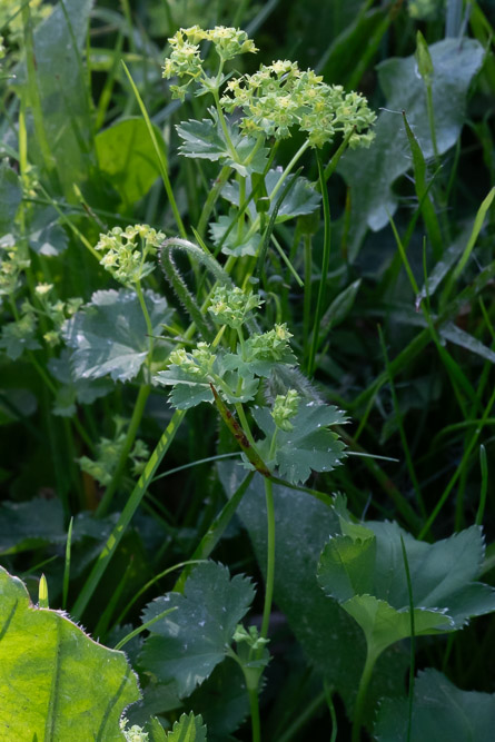 Med bladens hjälp känner man igen den.