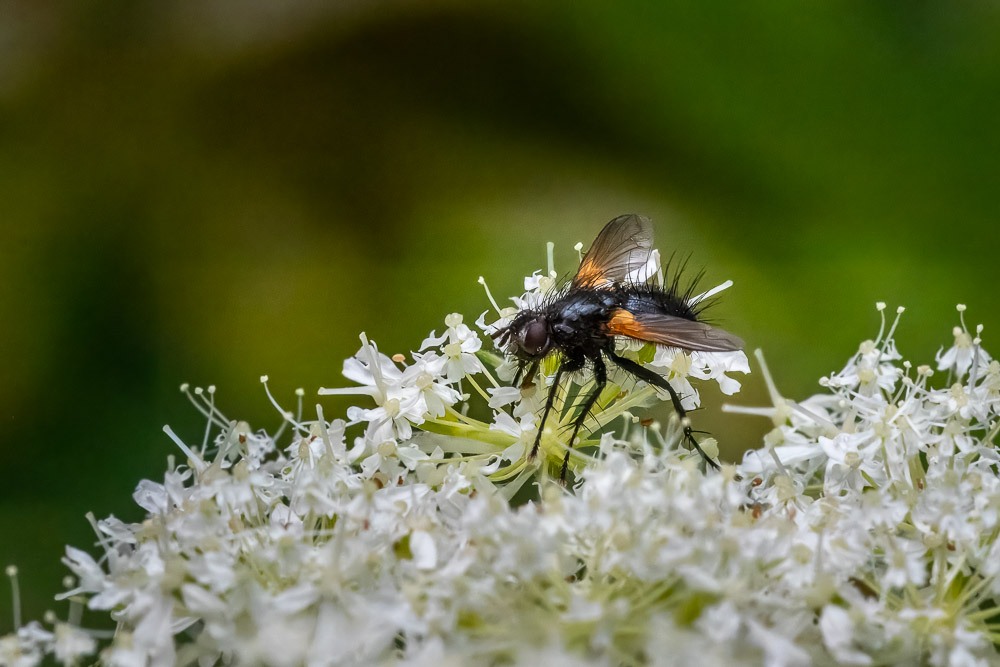 Parasitfluga Zophomyia temula