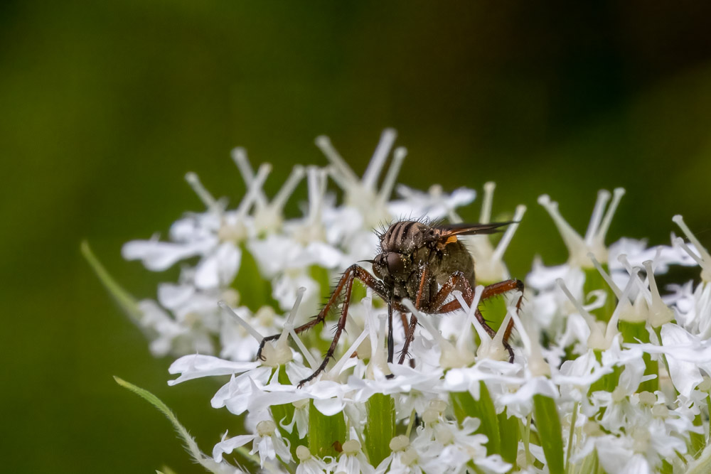 Stor dansfluga Empis tessellata