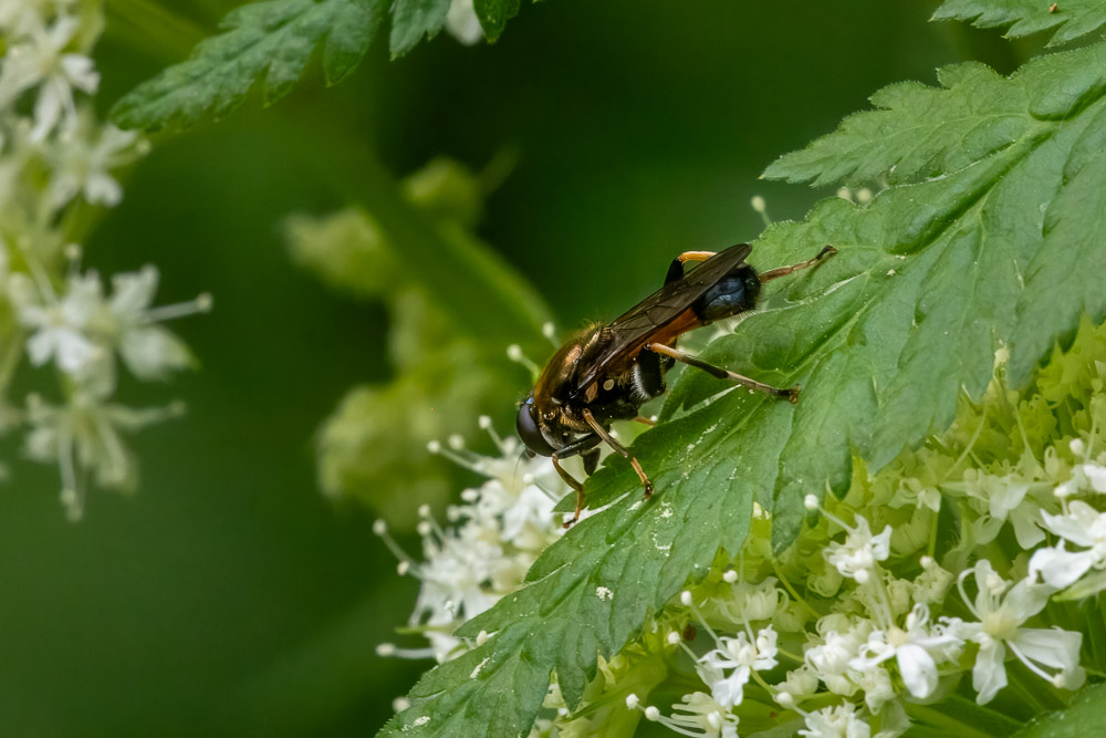 Lövvedblomfluga (Xylota segnis), en vacker fluga med märklig kroppsform.