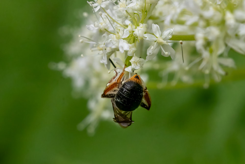 Ett Trädgårdssandbi (Andrena haemorrhoa) käkar hängande upp och ned.