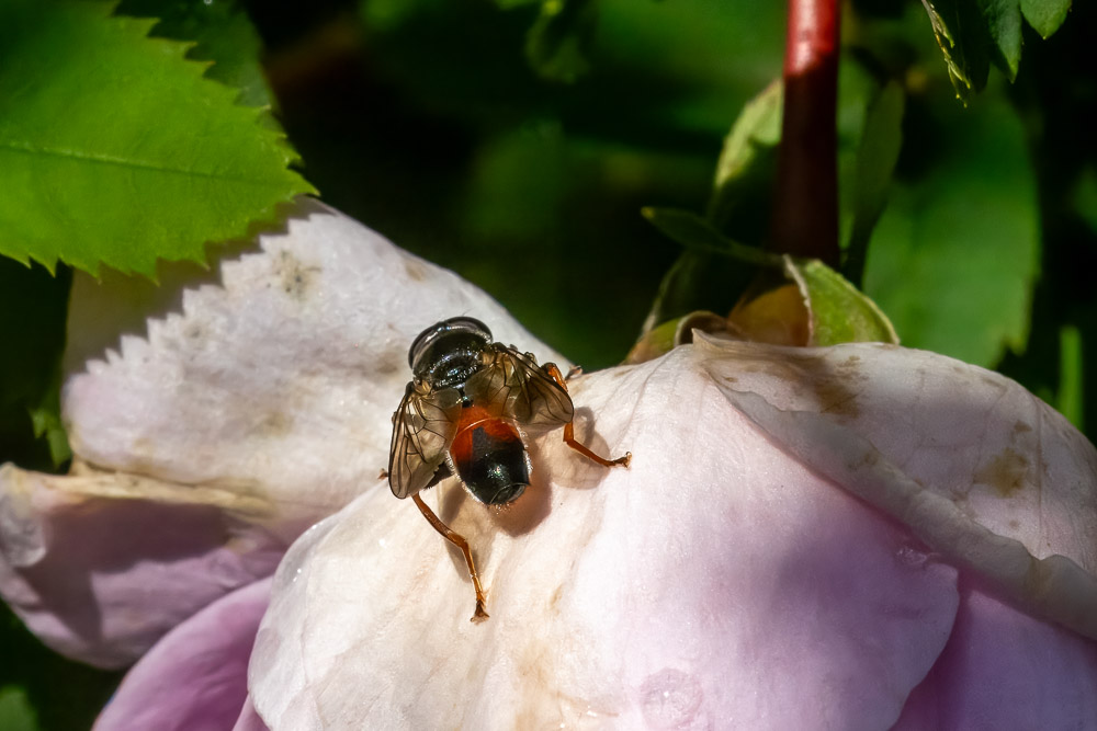 Vedblomflugan ser ut att ha fpått i sig litet ved och tänt en värmande brasa inombords.