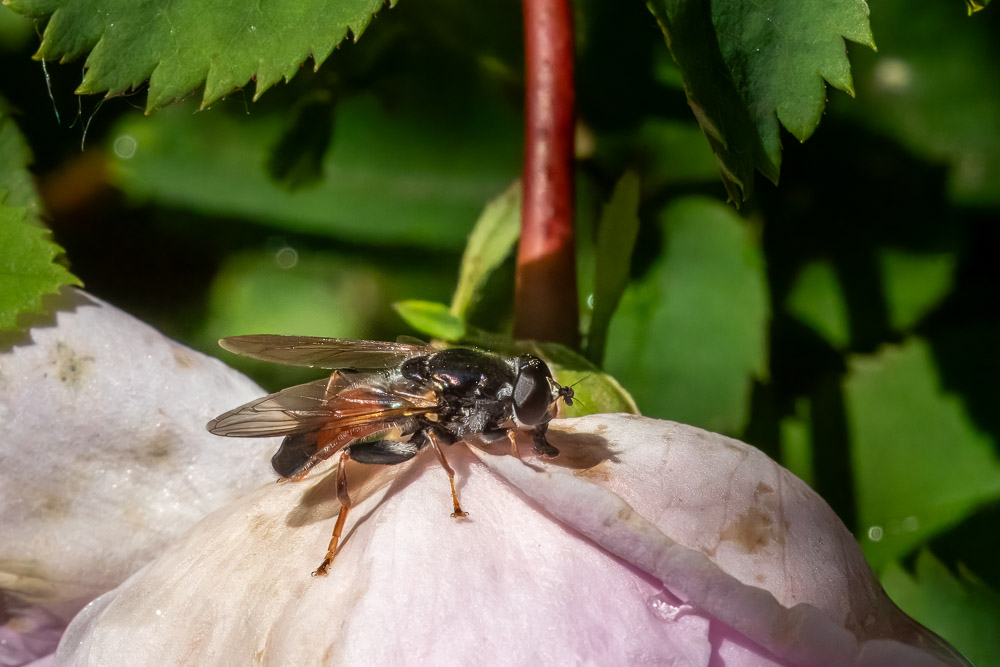 En blomfluga, Röd vedblomfluga, Xylota ignava