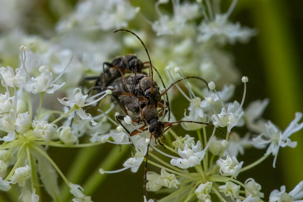 Ett gäng Dvärggrenbockar (Grammoptera ruficornis) har orgier.