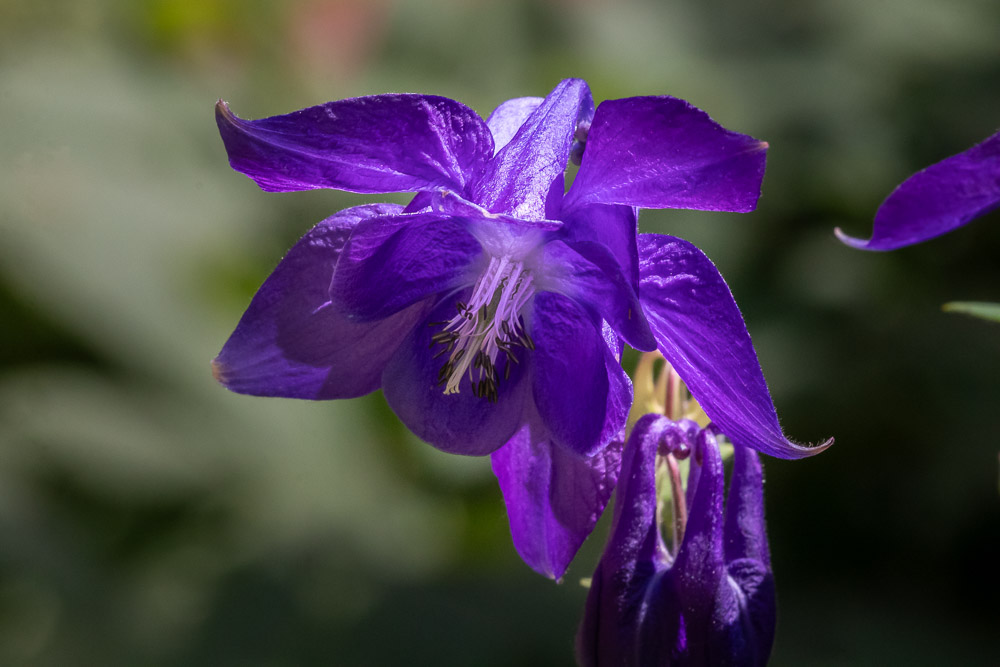 Aklejor blommar runt omkring.