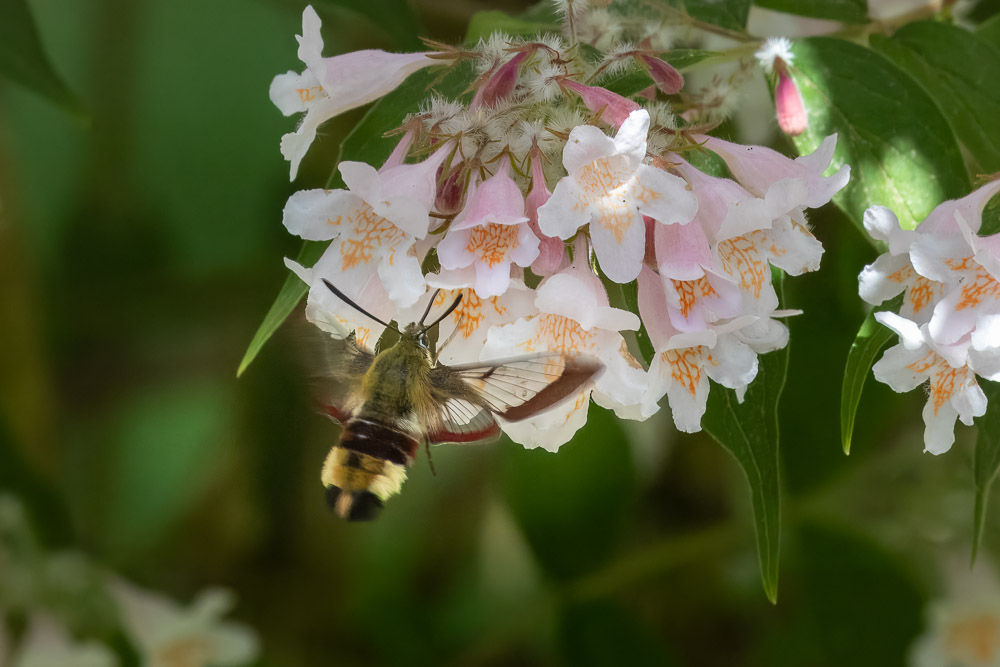 Humlelika dagsvärmaren har nytta av sin långa snabel i Paradisbuskens djupa blommor.