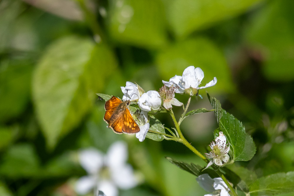 Mindre tåtelsmygare på björnbärsblomma.